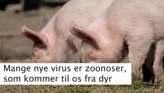 Mange nye virus er zoonoser, som kommer til os fra dyr