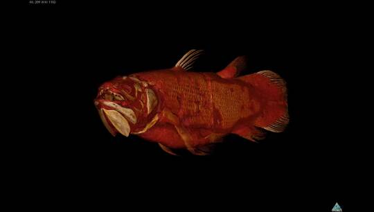 CT-scanningsbilleder af den danske coelacanth
