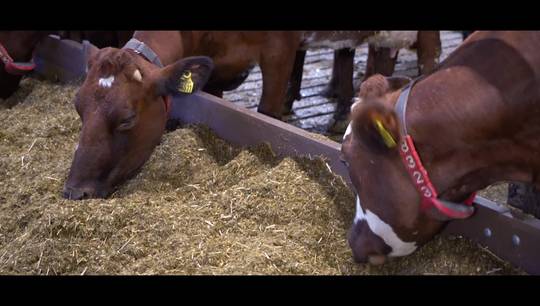 Animal Science - sustainable cattle feed