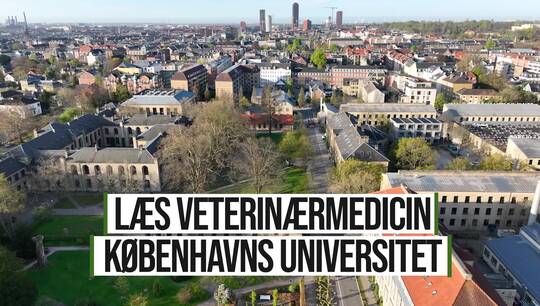 Læs veterinærmedicin Københavns Universitet
